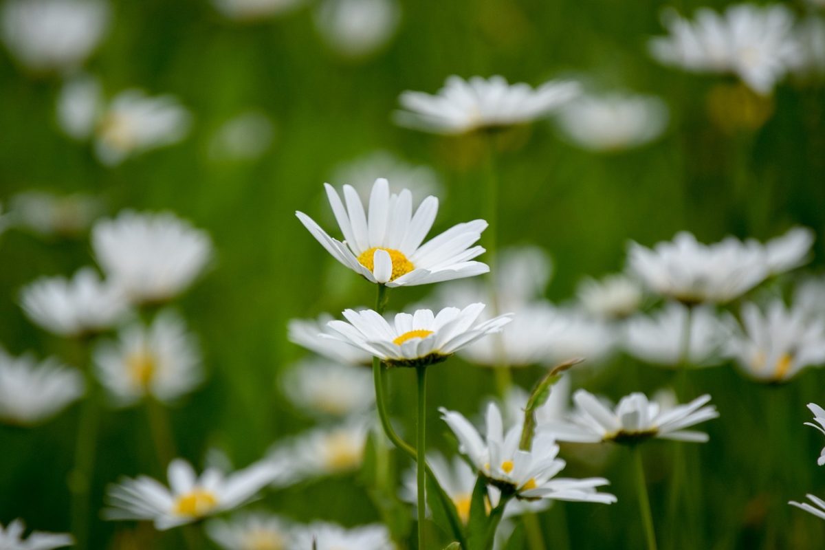 midsommar